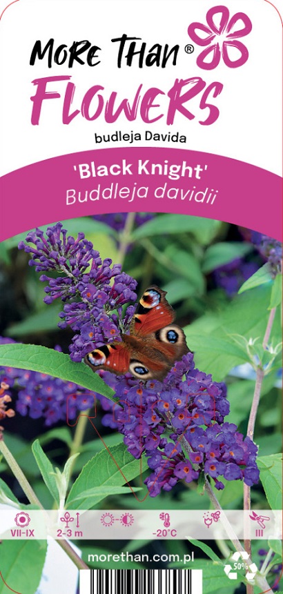 En fjäril på en Fjärilsbuske Black Knight-blomma med gröna blad i bakgrunden.