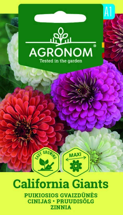 Färgstarka Zinnia, California Giants blommor med en grön etikett på fröförpackningen.