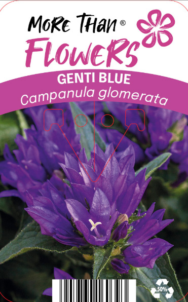 Asiatisk Toppklocka Genti Blåmärkt på växtens etikett.