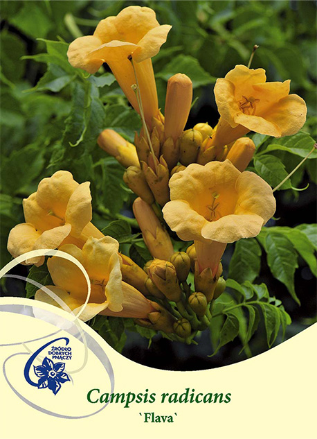 Trumpetranka Flava: ljusgula trumpetformade blommor med gröna blad i bakgrunden.