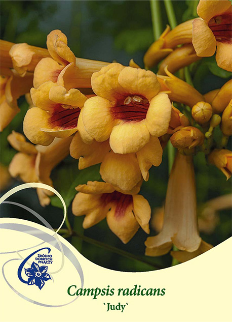 Orange trumpetformade Trumpetranka Judy-blommor med gröna blad i bakgrunden.