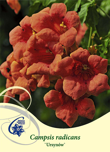 Trumpetranka Ursynow: orange trumpetformade blommor med gröna blad i bakgrunden.