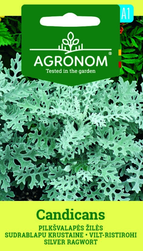 Närbild av en gråfibbla, Candicans växt med silverfärgade, spetsiga blad i en trädgård.