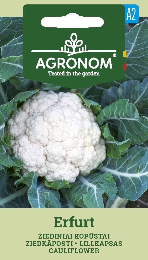 Förpackningar med blomkål, Erfurt-frön med en närbild av ett blomkålshuvud.