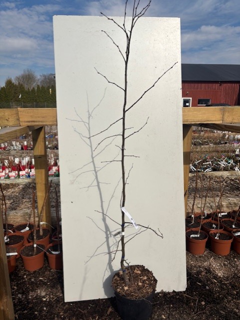 En Kvitten Champion-trädplanta i en kruka, stående framför en whiteboardtavla utomhus.