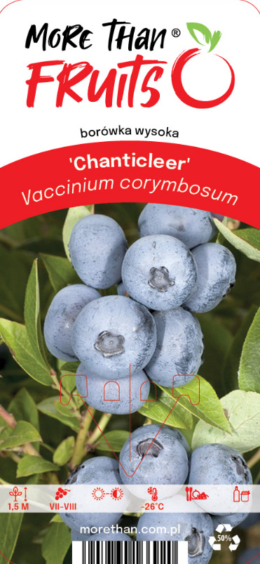 Kluster av mogna Amerikanskt Blåbär Chanticleer med växtinformation på etiketten.