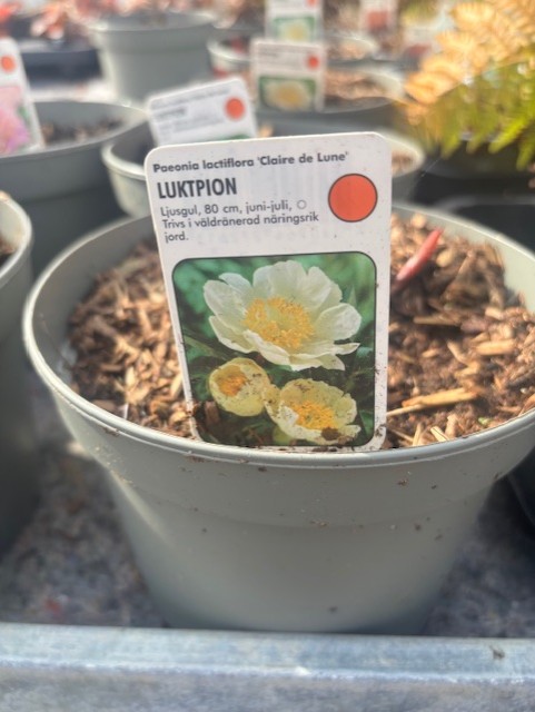 En blomkruka märkt "Perenn stor röd - Luktpion CLAIRE DE LUNE" med skötselråd på svenska.