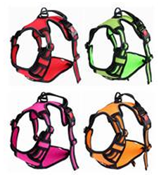 Fyra hundselar i färgerna röd, grön, rosa och orange, placerade i ett 2x2 rutnät.