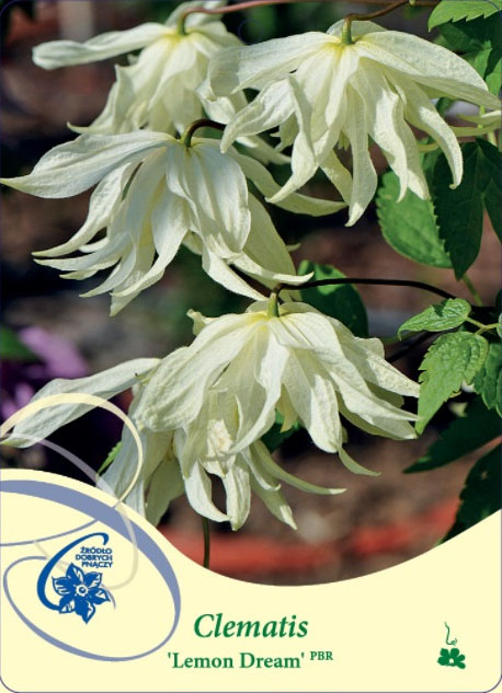 Clematis Lemon Dream har krämgula blommor med spetsiga kronblad och gröna blad.