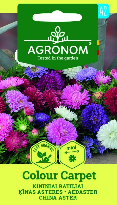 China Aster, färgmatta: livfulla lila, rosa, vita och violetta blommor med grönt bladverk.