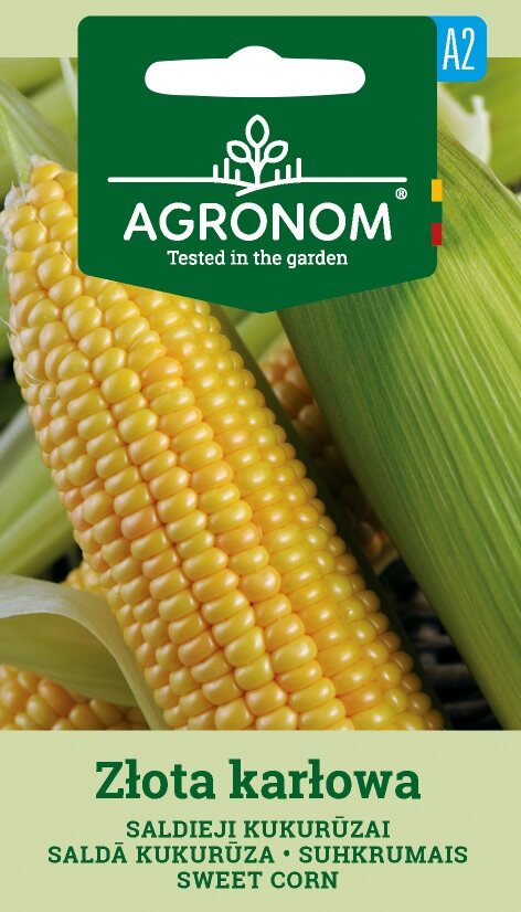 Närbild av gul majs, Zlota Karlowa kolvar med gröna skal.