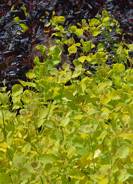 Perukbuske Gulbladig har ljust gulgröna blad och mörkt lila blad i bakgrunden.