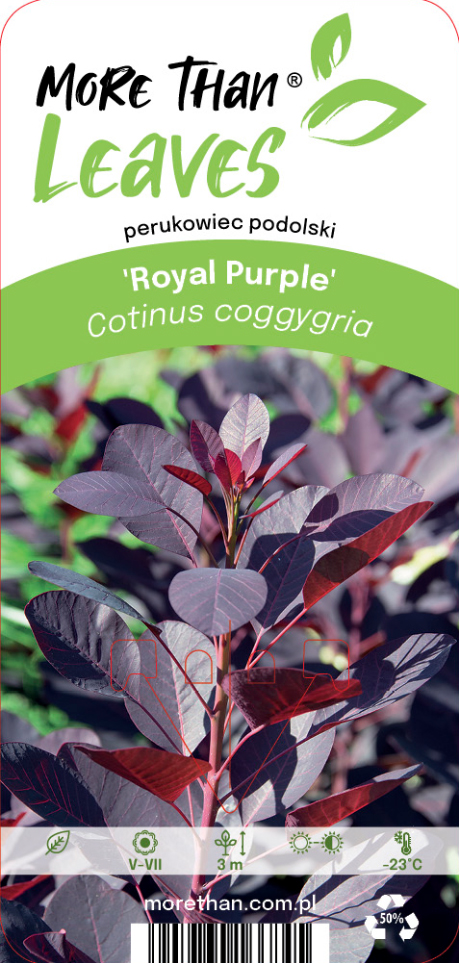 En Perukbuske Rödbladig-växt med djupt lila blad och gröna accenter.