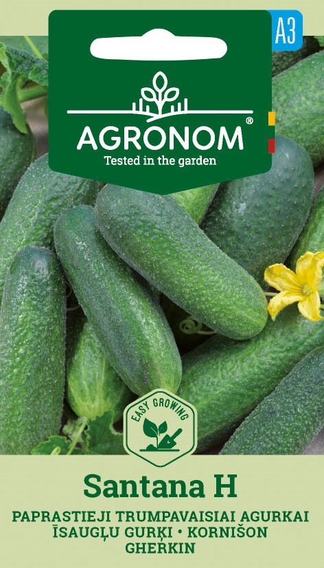 Flera gröna gurkor Santana med en gul blomma och grön etikett med texten Agronom.