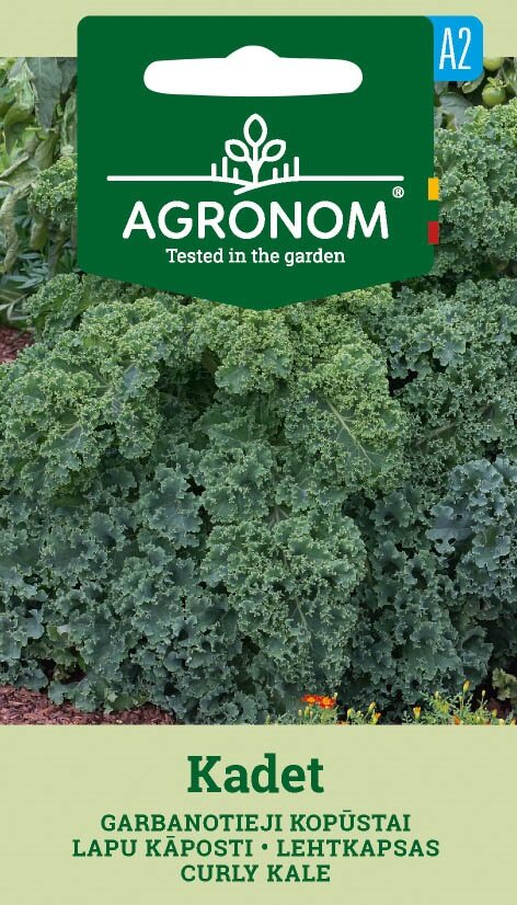 Curly Kale Kadet växt växer i en trädgård, fröförpackning märkt Curly Kale Kadet.