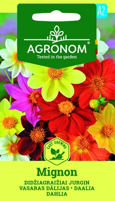 En förpackning märkt Dahlia summer, Mignom Mix med färgglada dahliablommor i full blom.