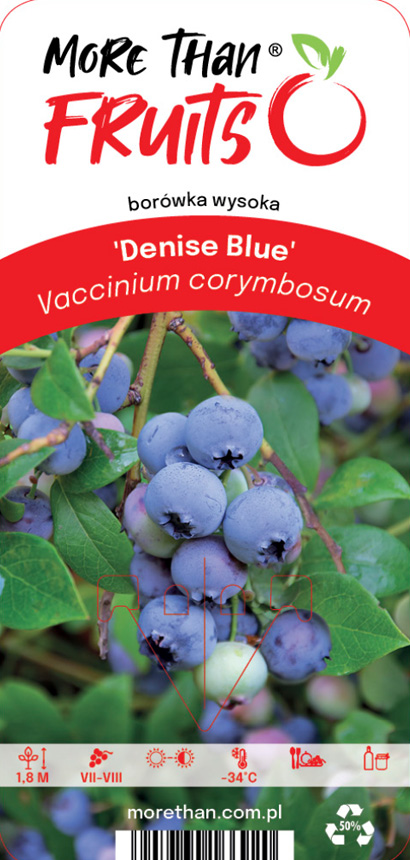 Närbild av mogen Amerikanskt Blåbär Denise Blue med gröna blad och växtetikett synlig.