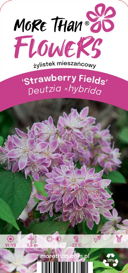 Deutzia xhybrida Strawberry Fields växtetikett med rosa och vita blommor, gröna blad.