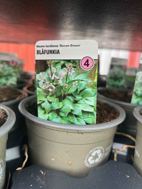 En krukväxt Perenn 4 - Hosta Tardiana-Gr DEVON GREEN med gröna blad och små rosa blommor.