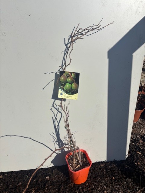 Plantor av Mini Kiwi Domino i orange kruka med en etikett som visar grön och brun frukt.