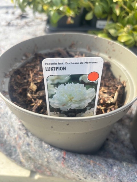 En kruka märkt "Luktpion DUCHESSE DE NEMOURS" med en bild av en vit pionblomma.