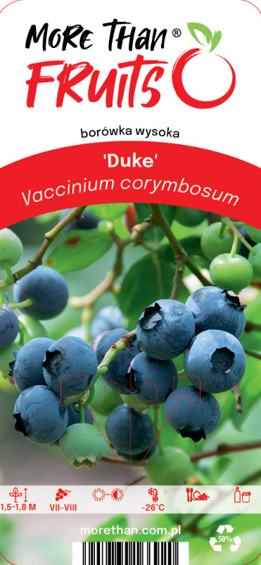 Mogen Amerikanskt Blåbär Duke på gren med gröna blad.