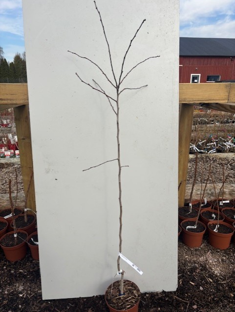 Ett ungt krukodlat Mispel Dutch Giant-träd står bladlöst mot en vit tavla utomhus.