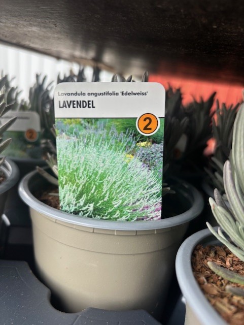 Perenn 2 - Lavandula angustifolia EDELWEISS krukväxt med etikett på garden center.