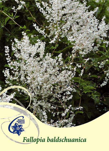 Klätterväxt Bokharabinda Fallopia baldshuanicum med vita blommor och gröna blad.