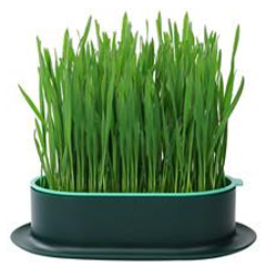 Högt grönt gräs som växer i en liten mörk kruka med matchande bricka.