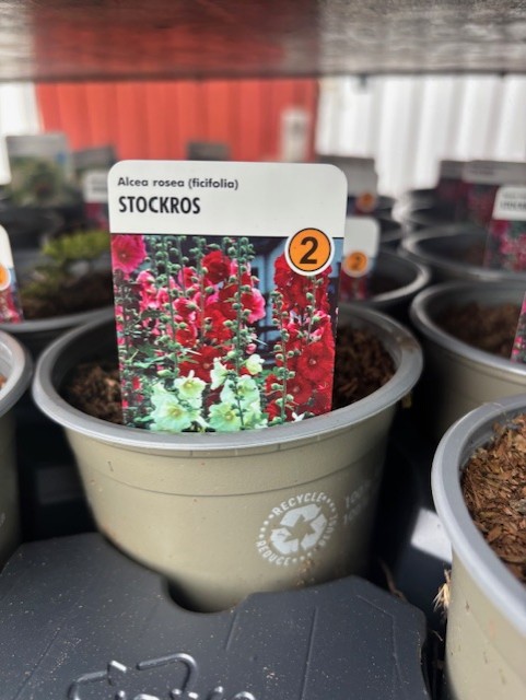 Perenn 2 - Alcea Rosea FICIFOLIA krukväxt med röd/vit blomma etikett och skötselråd.