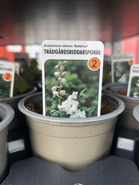 En kruka märkt Perenn 2 - Delphinium Elatum-Gr GALAHAD med en vit blomsterbild.