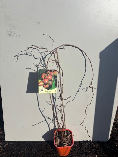 Krukväxt med barrot Mini Kiwi Geneva med etikett, mot en vit bakgrund.