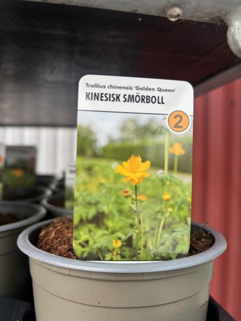 En krukväxt Perenn 2 - Trollius chinensis GOLDEN QUEEN med växtetikett och gula blommor.