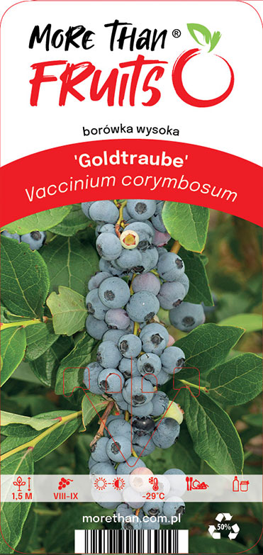 Kluster av mogna Amerikanskt Blåbär Goldtraube på en gren med gröna blad, växtetikett.