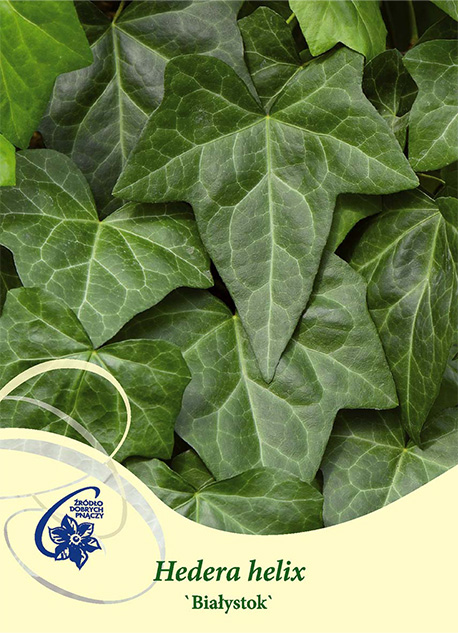 Närbild av gröna Klätterväxt Murgröna Bialystok blad med produktnamn nedan.