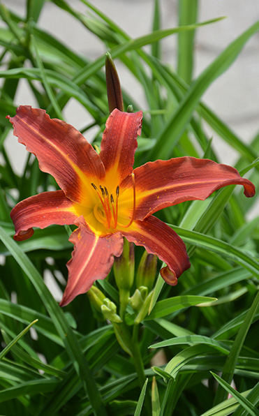 Daglilja Autumn Röd blomma i blom omgiven av gröna blad.