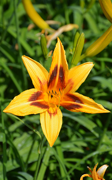 Daglilja Bonanza: Gul daglilja med orange-maroon mitt och gröna blad.