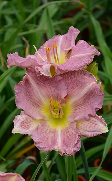 Två Daglilja Childrens Festival-blommor med gul mitt bland gröna blad.