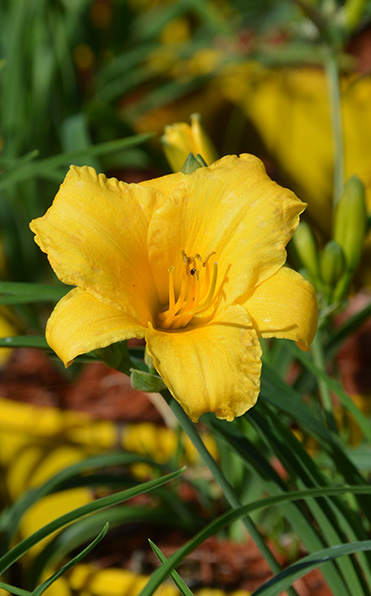 En blommande Daglilja Stella de Oro med ljusgula kronblad och gröna blad.