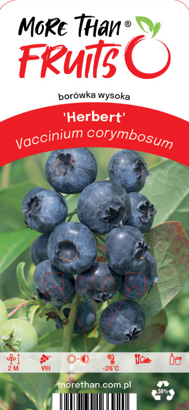 Närbild på mogen Amerikanskt Blåbär Herbert på en gren med gröna blad.