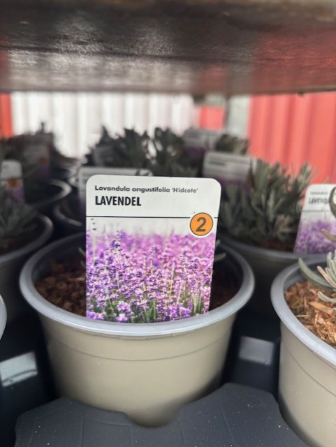 Perenn 2 - Lavandula angustifolia HIDCOTE med etiketten "Lavendel" och foto av lila blommor.