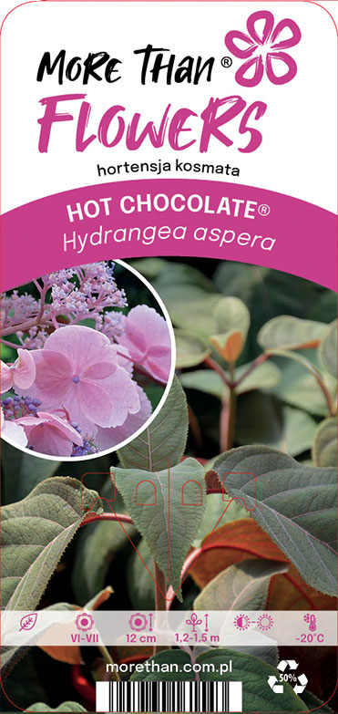 Växtetikett för Hortensia HOT CHOCOLATE® med rosa blommor och grönt bladverk.