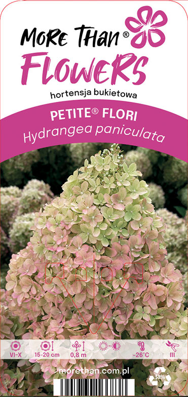 Hortensia PETITE® FLORI Coussine: konformad hortensia, gröna och rosa kronblad.