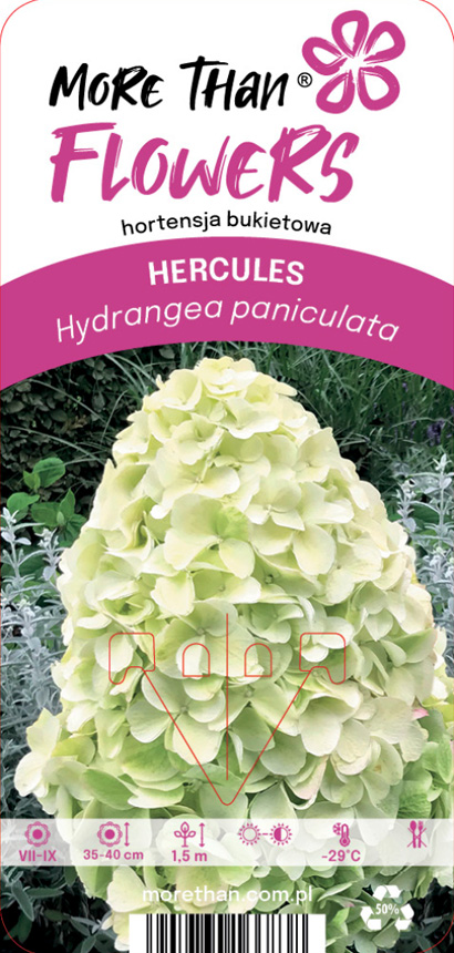 Etikett för Hortensia HERCULES med en stor ljusgrön blomklase och skötselikoner.