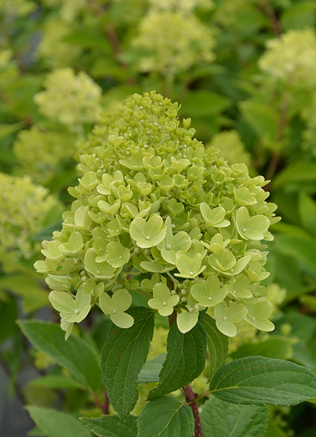 Närbild av Hortensia MOJITO:s gröna blomklase med gröna blad i bakgrunden.