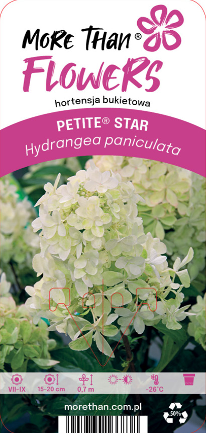 Vita hortensiablommor med gröna blad på en etikett för Hortensia PETITE® STAR.