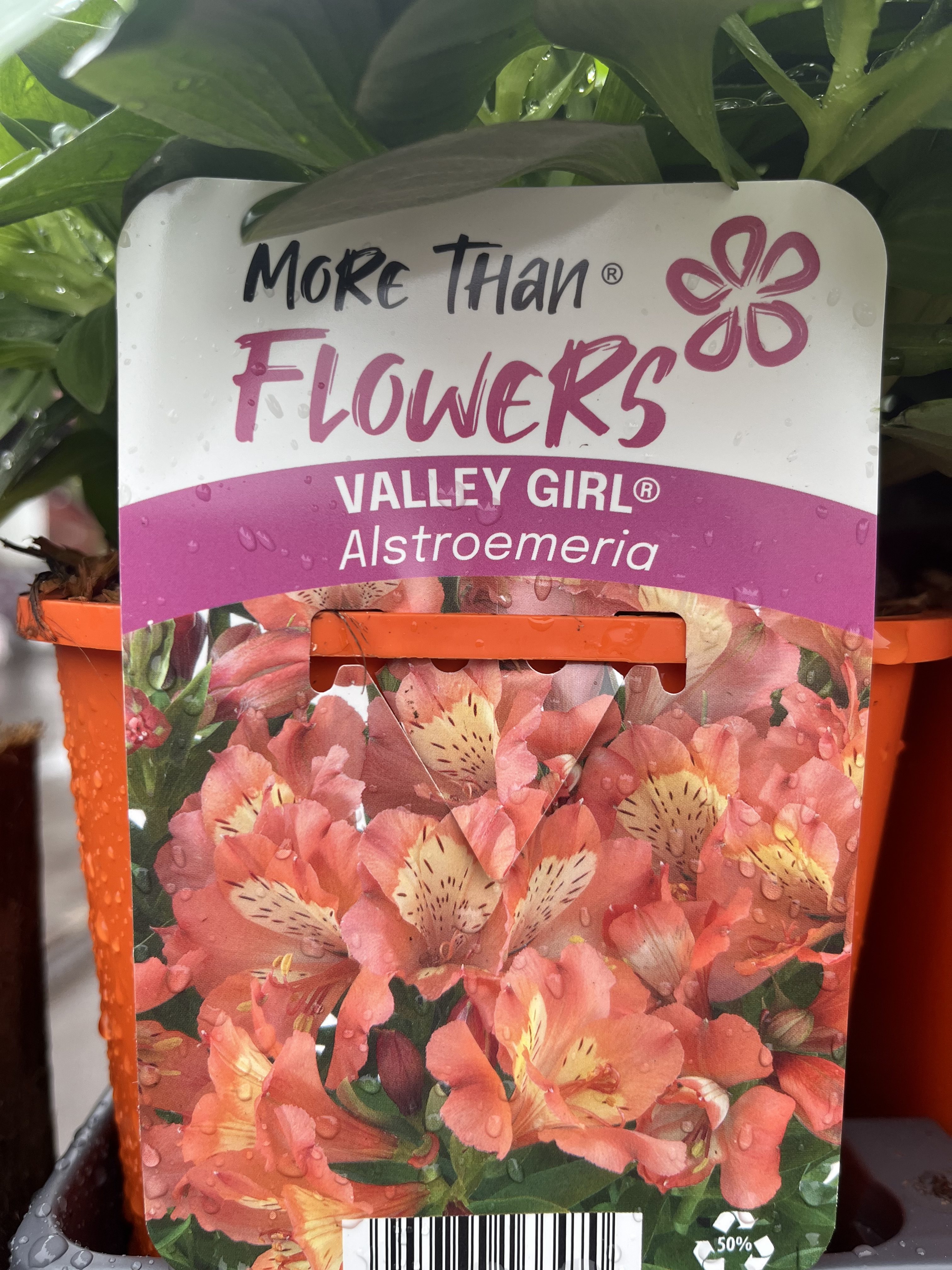 Växtetikett för Alstroemeria VALLEY GIRL® med orange blommor och gröna blad i bakgrunden.