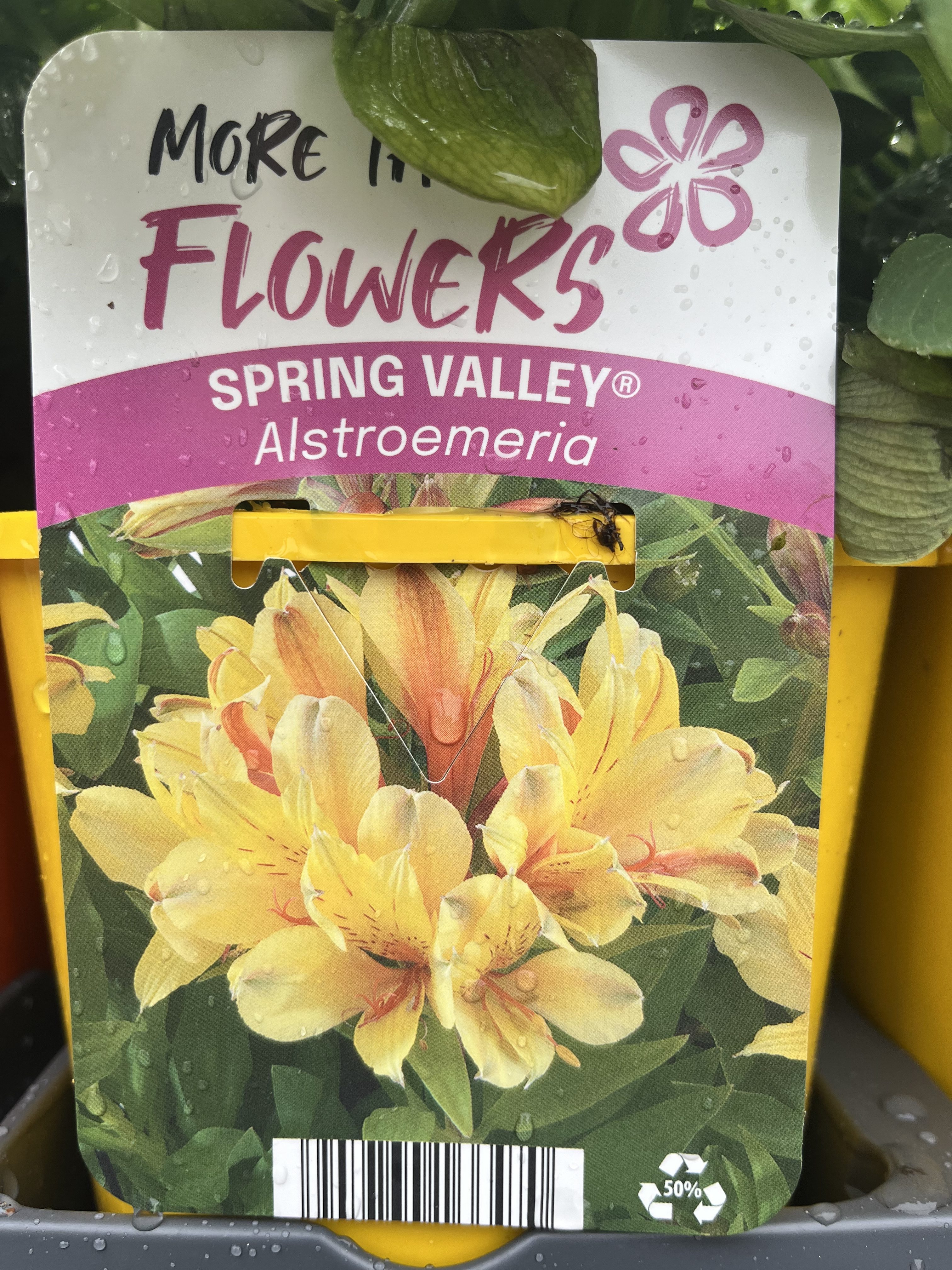 Växtetikett märkt Alstroemeria SPRING VALLEY, gula blommor med vattendroppar.