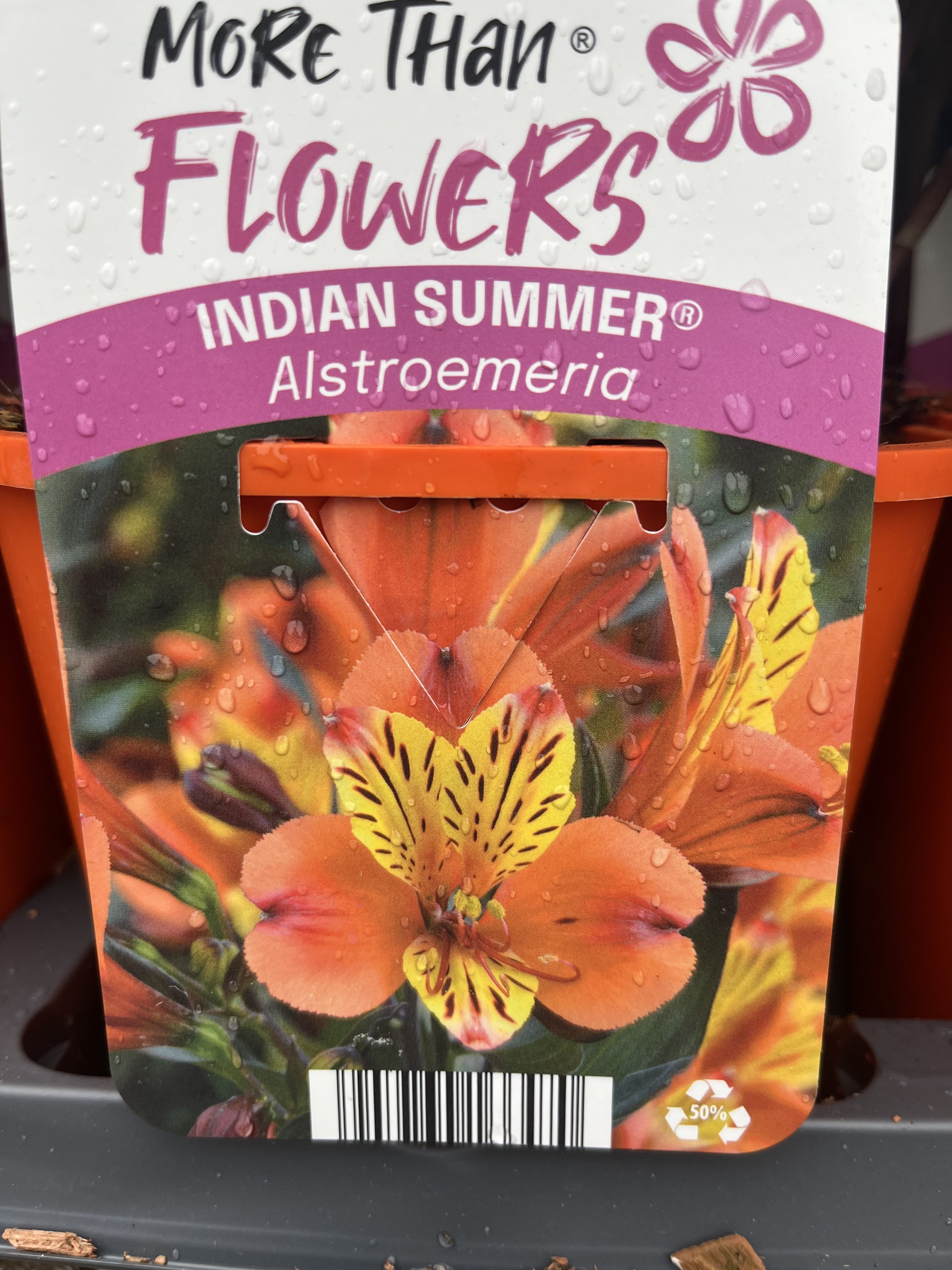 Alstroemeria INDIAN SUMMER®-etikett med orangegula blommor med vattendroppar.